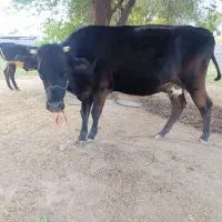 گاو و گوساله