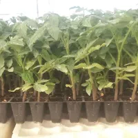 تولید انواع نشا خورموج