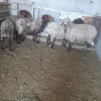 میش و بز|حیوانات مزرعه|مرودشت, رامجرد یک|دیوار