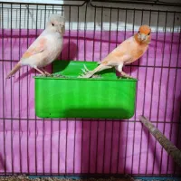 قناری جفت|پرنده|بندرعباس, |دیوار