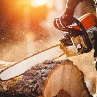 خرید صنوبر بید گردو .ضایعات انواع درخت..