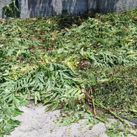 علف زنی|خدمات باغبانی و درختکاری|کوچصفهان, |دیوار