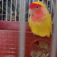 یک جفت کوتوله ویک جفت مرغ عشق