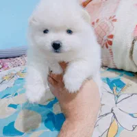 نر یک ساله پامرانین