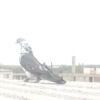نیاز به تعریف نداره