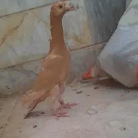 کبوتر کاریر پولک  و زرد