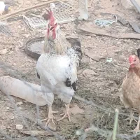 خروس محلی