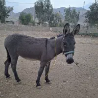 یک عدد الاغ باری|حیوانات مزرعه|دوگنبدان, |دیوار