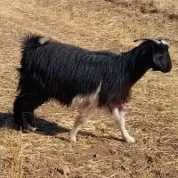 بز  توشتیر   بزغاله  گوسفند  بره میش|حیوانات مزرعه|کرمانشاه, |دیوار