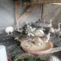 طاووس مولد جوجه تعدادبالا موجود
