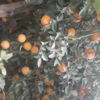 میوه پرتغال نارنگی