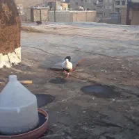کبوتر سینه ای ماده