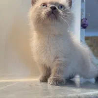 گربه بریتیش بلوپوینت