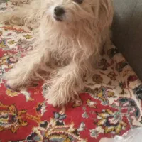 سگ پاکوتا|سگ|فردوس (خراسان), |دیوار