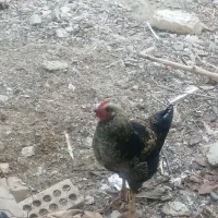 مرغ و خروس رسمی|حیوانات مزرعه|گلبهار, شهر جدید گلبهار|دیوار