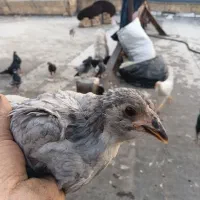 جوجه مرغ