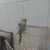 فروش عروس هلندی   بدون قفس