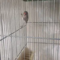 ماده سهره رام معاوضه با قناری|پرنده|کرمان, |دیوار