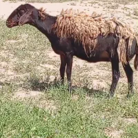 8راس میش سرخ و تربور