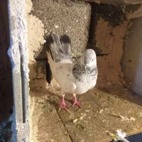 کبوترر|پرنده|مریوان, |دیوار