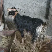 2بز، آبستن ،ترکی در وحدتیه|حیوانات مزرعه|وحدتیه, |دیوار