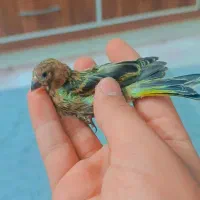 سهره گلبسر جوجه نر|پرنده|اردکان, |دیوار