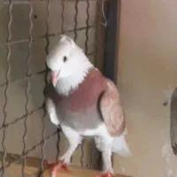 کبوتر شازده کاشی سرخ ماده گمشده