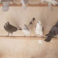 جوجه کبوترپرشی|پرنده|قم, آزادگان|دیوار