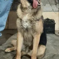 سگ نگهبان|سگ|مشهد, کوی المهدی|دیوار