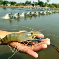 مجوز سایت  پرورش میگو