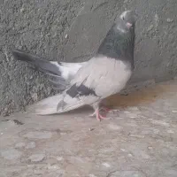 نوک قنار اصیل و باشجره