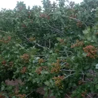 پسته اکبری درجه یک