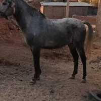 اسب|اسب و تجهیزات اسب‌سواری|بهمن صغاد, |دیوار