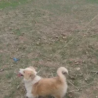 گمشده|حیوانات|ممقان, |دیوار