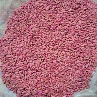 فروش گندم بذر