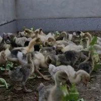 جوجه غاز ۴۰ روزه دونه ۴۶۰