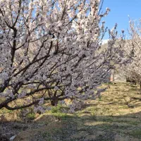 باغ/۲۳۸۰متر/روستای ژان|فروش دفتر صنعتی، کشاورزی، تجاری|دورود, |دیوار