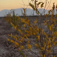 سرمایه گذاری اقساطی در شاهین شهر|فروش زمین و ملک کلنگی|شاهین‌شهر, شهرک میلاد|دیوار