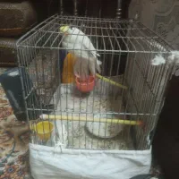 پرنده