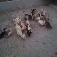 فروش ۲۵ اوردک
