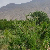 فروش باغ ارسنجان