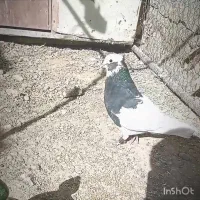 طوقی نرو ماده