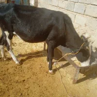 گاووگوساله