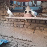 دو عدد کفتر ماده|پرنده|فرح دشت, |دیوار