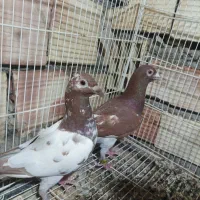 نروماده کارل میولمنز
