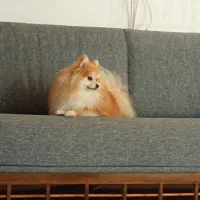 سگ پامر|سگ|کازرون, |دیوار