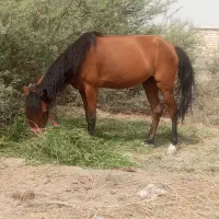 فروش اسب ماده یک ماه حامله