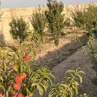 باغچه