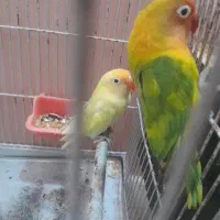 طوطی برزیلی|پرنده|اردبیل, |دیوار