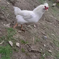 مرغ گلین و محلی